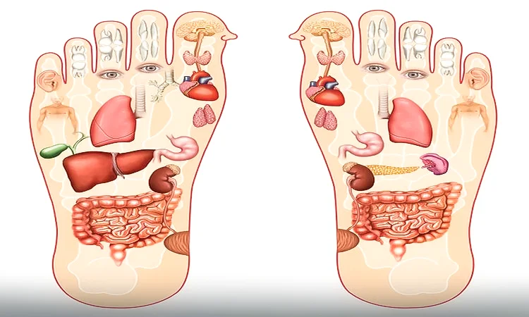 دیدن عکس اعضای بدن در کف پا کمک می‌کند که این اطلاعات را به طور ماندگارتری در ذهن حفظ کنیم. در آکادمی میس علاوه بر تدریس نقاط رفلکسولوژی کف پا به طور عملی، از عکس‌ها نیز به همین منظور استفاده می‌شود.