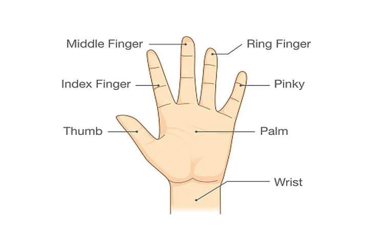 هر یک از قسمت‌های دست نمایانگر یک بخش از بدن است که تحریک آن می‌تواند دقیقا بر همان عضو هدف تاثیراتی بگذارد.