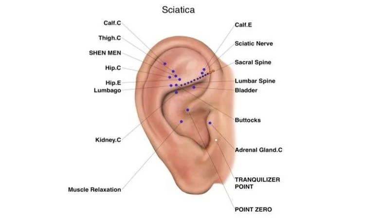 نقاط رفلکسولوژی گوش دارای هماهنگی با نقاط بازتابی دست و پا هستند به طوری که اعضایی که در قسمت بالایی بدن قرار دارند، نقطه بازتابی آن‌ها نواحی بالای گوش است و این هماهنگی در سایر اعضا و ناحیه‌ها نیز صدق می‌کند.
